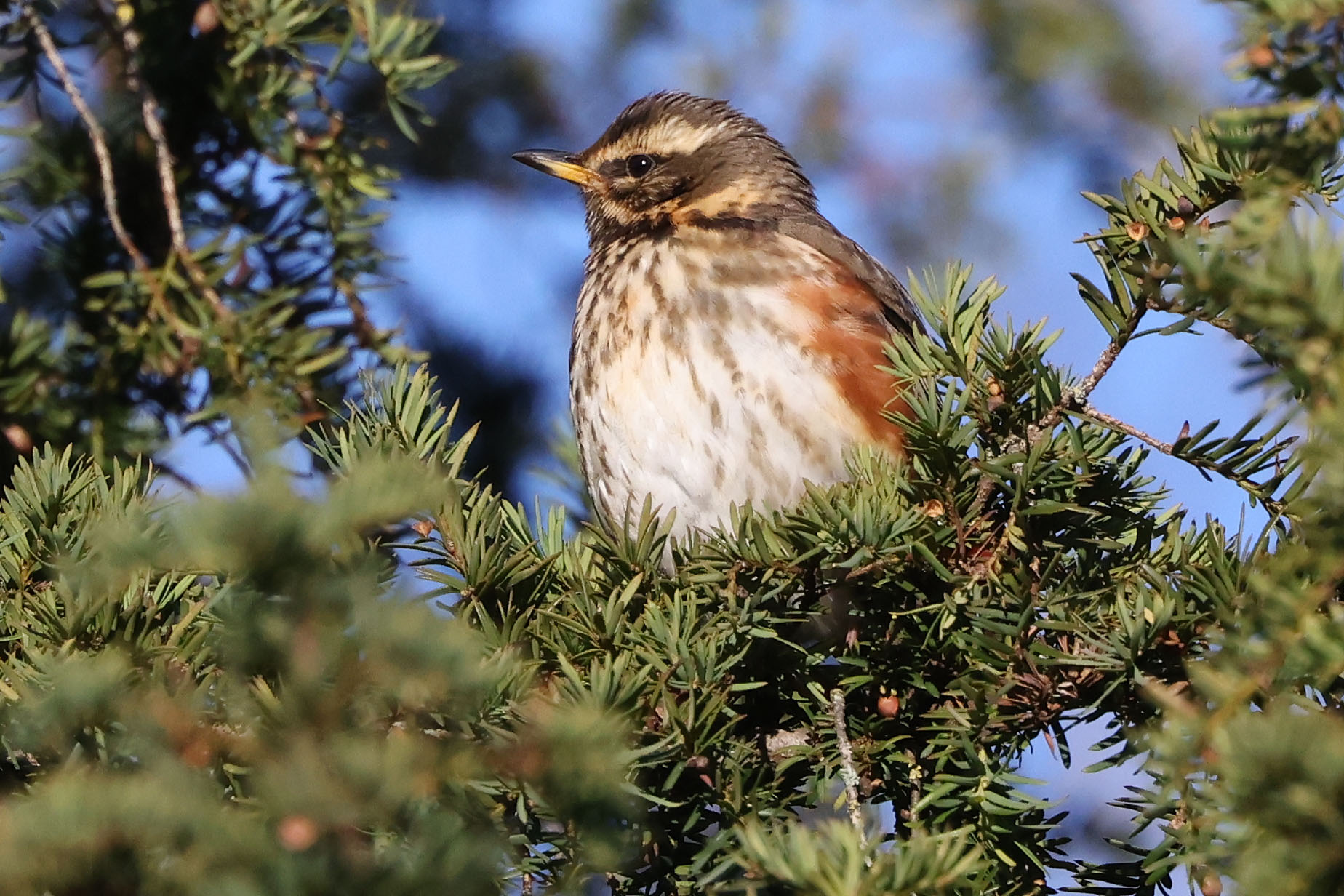 Herts Bird Club 2022RedwingBramfieldAReynolds8Dec